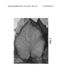 Caladium plant named  UF 4412  diagram and image