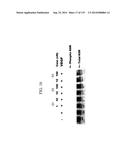 KDR AND VEGF/KDR BINDING PEPTIDES AND THEIR USE IN DIAGNOSIS AND THERAPY diagram and image