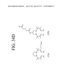 KDR AND VEGF/KDR BINDING PEPTIDES AND THEIR USE IN DIAGNOSIS AND THERAPY diagram and image