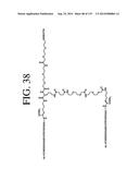 KDR AND VEGF/KDR BINDING PEPTIDES AND THEIR USE IN DIAGNOSIS AND THERAPY diagram and image