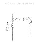 KDR AND VEGF/KDR BINDING PEPTIDES AND THEIR USE IN DIAGNOSIS AND THERAPY diagram and image