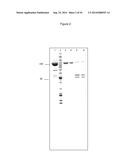 SUPPRESSION OF CANCER diagram and image