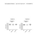 Methods of Treating Inflammatory Disorders Using Anti-M-CSF Antibodies diagram and image