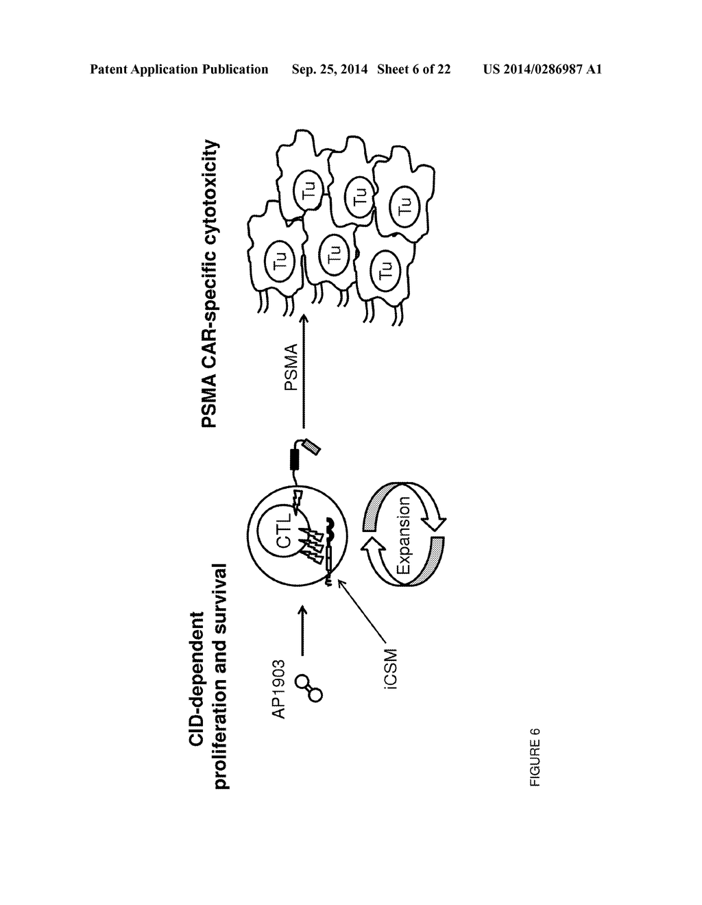 METHODS FOR CONTROLLING T CELL PROLIFERATION - diagram, schematic, and image 07