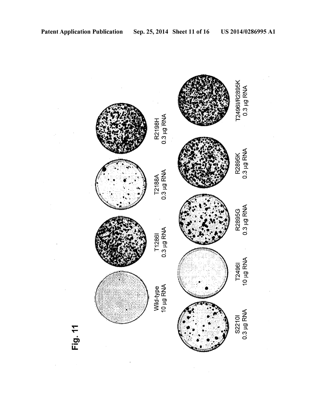 NUCLEIC ACID CONSTRUCT COMPRISING NUCLEIC ACID DERIVED FROM GENOME OF     HEPATITIS C VIRUS OF GENOTYPE 3a - diagram, schematic, and image 12