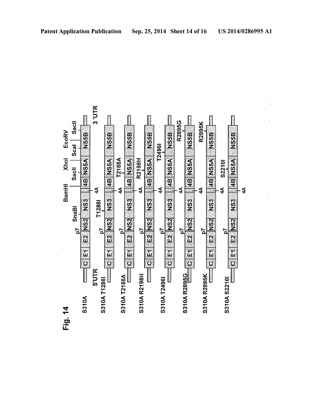 NUCLEIC ACID CONSTRUCT COMPRISING NUCLEIC ACID DERIVED FROM GENOME OF     HEPATITIS C VIRUS OF GENOTYPE 3a - diagram, schematic, and image 15