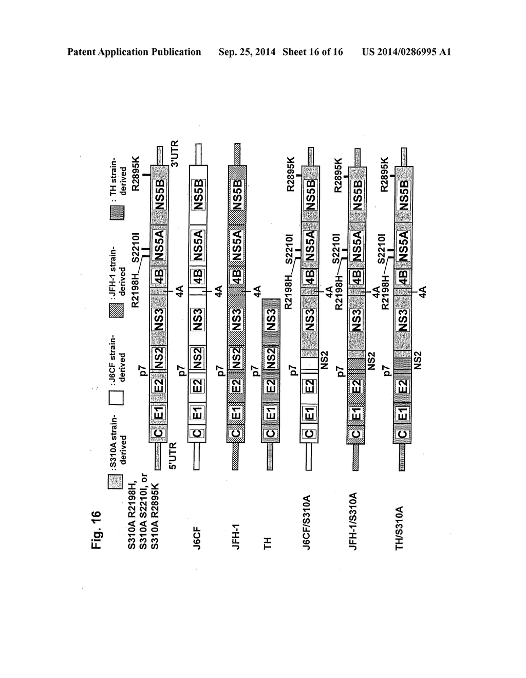 NUCLEIC ACID CONSTRUCT COMPRISING NUCLEIC ACID DERIVED FROM GENOME OF     HEPATITIS C VIRUS OF GENOTYPE 3a - diagram, schematic, and image 17