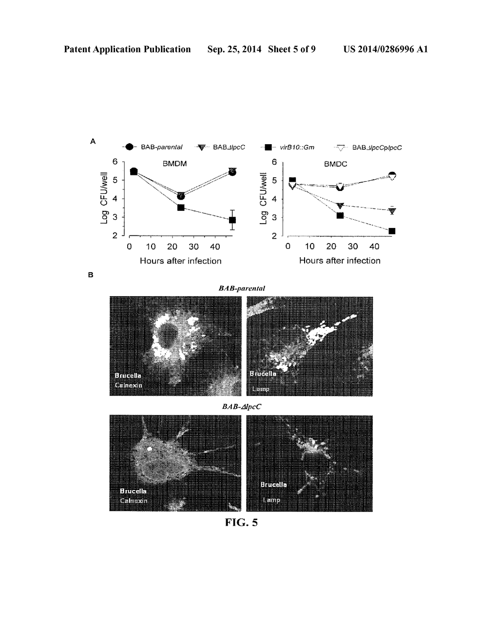 Modified Gram-Negative Bacteria For Use As Vaccines - diagram, schematic, and image 06