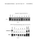 Double-Stranded RNA For Immunostimulation diagram and image