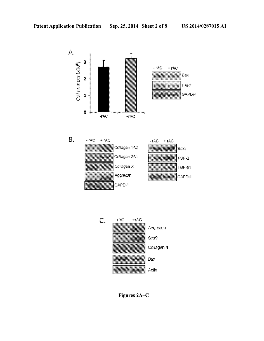 CERAMIDASE AND CELL DIFFERENTIATION - diagram, schematic, and image 03