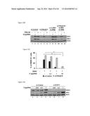 5 -TRIPHOSPHATE OLIGORIBONUCLEOTIDES diagram and image