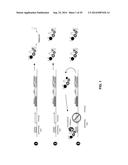 ANTIBODY AND ANTIBODY MIMETIC FOR VISUALIZATION AND ABLATION OF ENDOGENOUS     PROTEINS diagram and image