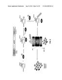 ANTIBODY AND ANTIBODY MIMETIC FOR VISUALIZATION AND ABLATION OF ENDOGENOUS     PROTEINS diagram and image