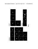 ANTIBODY AND ANTIBODY MIMETIC FOR VISUALIZATION AND ABLATION OF ENDOGENOUS     PROTEINS diagram and image