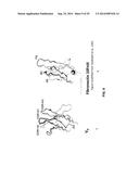 ANTIBODY AND ANTIBODY MIMETIC FOR VISUALIZATION AND ABLATION OF ENDOGENOUS     PROTEINS diagram and image