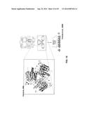 ANTIBODY AND ANTIBODY MIMETIC FOR VISUALIZATION AND ABLATION OF ENDOGENOUS     PROTEINS diagram and image