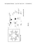 ANTIBODY AND ANTIBODY MIMETIC FOR VISUALIZATION AND ABLATION OF ENDOGENOUS     PROTEINS diagram and image