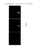 ANTIBODY AND ANTIBODY MIMETIC FOR VISUALIZATION AND ABLATION OF ENDOGENOUS     PROTEINS diagram and image