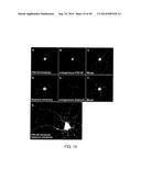 ANTIBODY AND ANTIBODY MIMETIC FOR VISUALIZATION AND ABLATION OF ENDOGENOUS     PROTEINS diagram and image