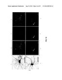 ANTIBODY AND ANTIBODY MIMETIC FOR VISUALIZATION AND ABLATION OF ENDOGENOUS     PROTEINS diagram and image