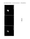 ANTIBODY AND ANTIBODY MIMETIC FOR VISUALIZATION AND ABLATION OF ENDOGENOUS     PROTEINS diagram and image