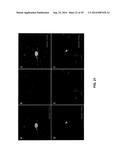 ANTIBODY AND ANTIBODY MIMETIC FOR VISUALIZATION AND ABLATION OF ENDOGENOUS     PROTEINS diagram and image