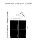 ANTIBODY AND ANTIBODY MIMETIC FOR VISUALIZATION AND ABLATION OF ENDOGENOUS     PROTEINS diagram and image