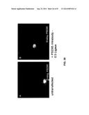 ANTIBODY AND ANTIBODY MIMETIC FOR VISUALIZATION AND ABLATION OF ENDOGENOUS     PROTEINS diagram and image
