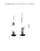 ANTIBODY AND ANTIBODY MIMETIC FOR VISUALIZATION AND ABLATION OF ENDOGENOUS     PROTEINS diagram and image