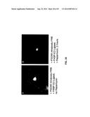 ANTIBODY AND ANTIBODY MIMETIC FOR VISUALIZATION AND ABLATION OF ENDOGENOUS     PROTEINS diagram and image