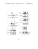 METHODS OF SCREENING FOR AND IDENTIFYING COMPOSITIONS WHICH MODULATE     CELLULAR KINASE ACTIVITIES diagram and image