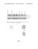 METHODS OF SCREENING FOR AND IDENTIFYING COMPOSITIONS WHICH MODULATE     CELLULAR KINASE ACTIVITIES diagram and image