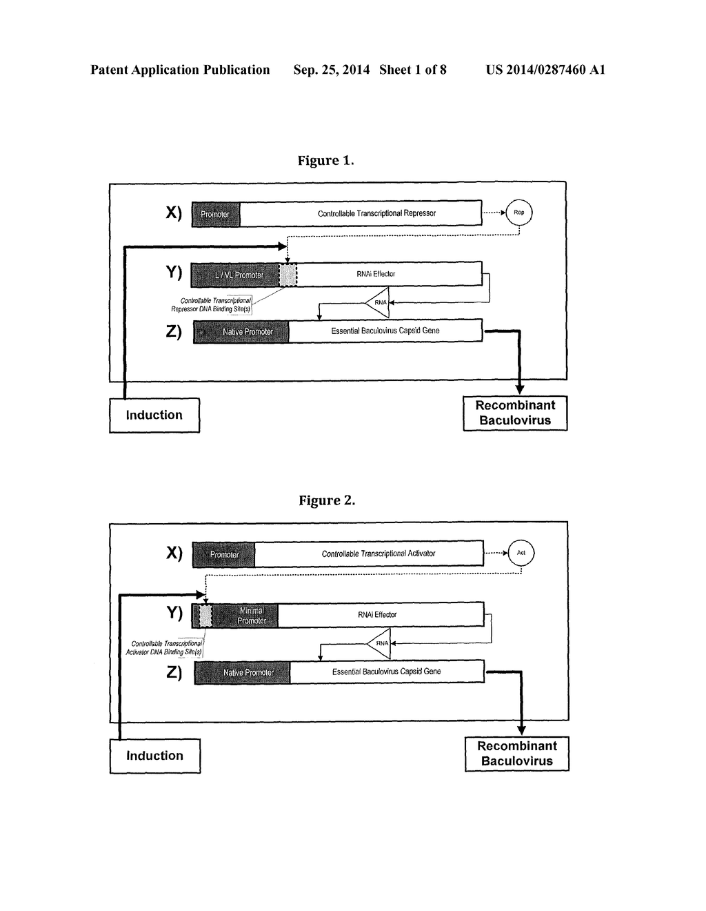 PRODUCTION OF RECOMBINANT PROTEIN IN INSECT CELLS USING A BACULOVIRUS     EXPRESSION SYSTEM - diagram, schematic, and image 02