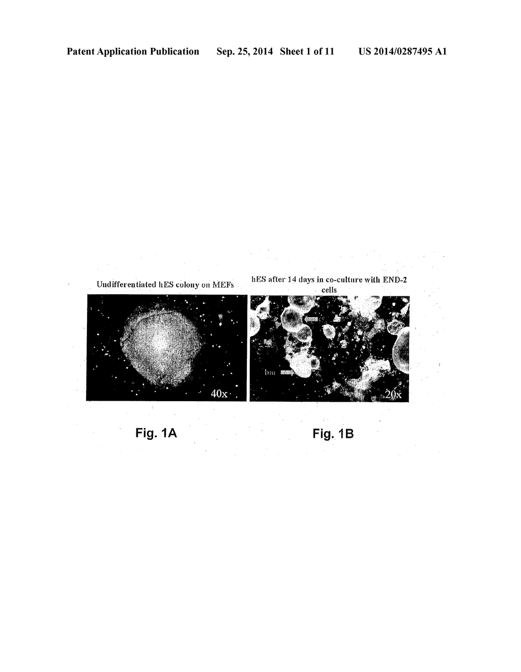 Methods of Inducing Differentiation of Stem Cells - diagram, schematic, and image 02