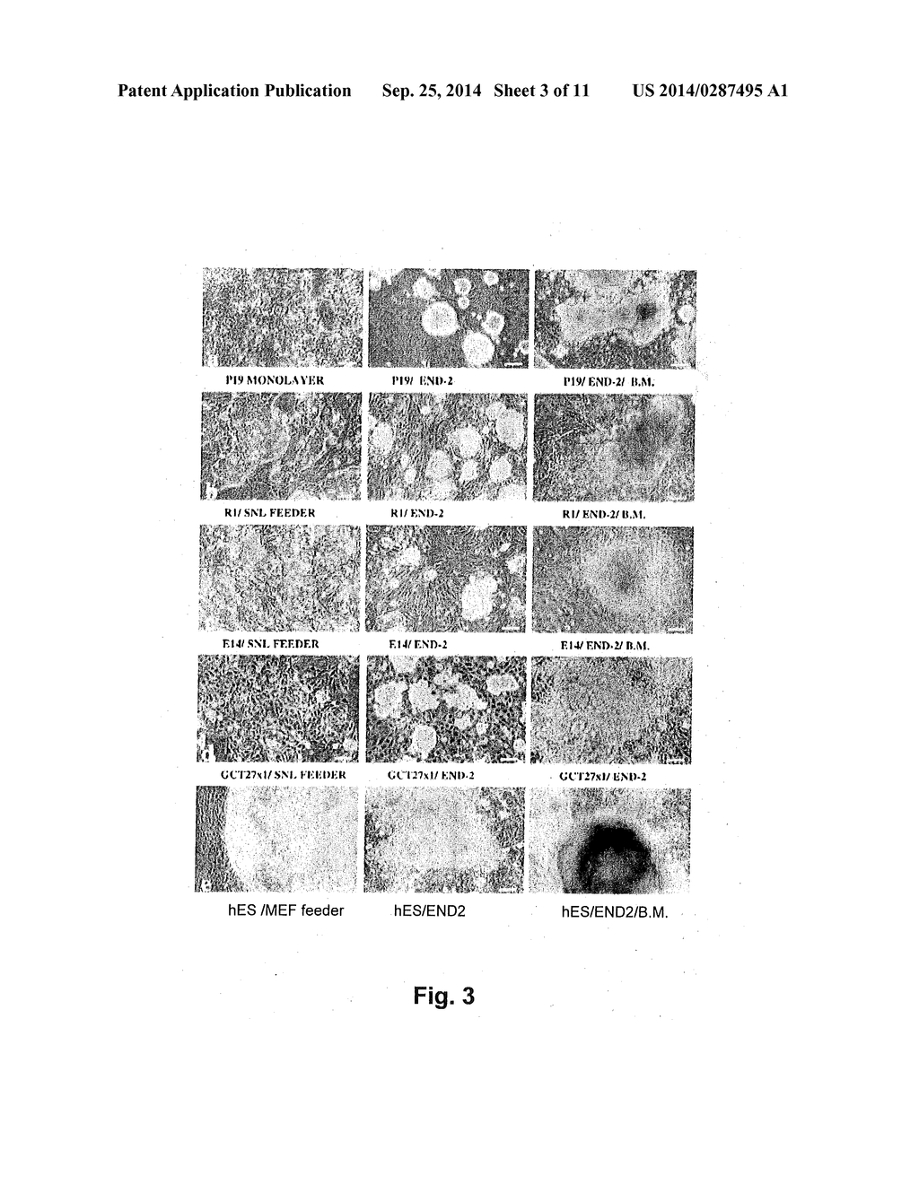 Methods of Inducing Differentiation of Stem Cells - diagram, schematic, and image 04