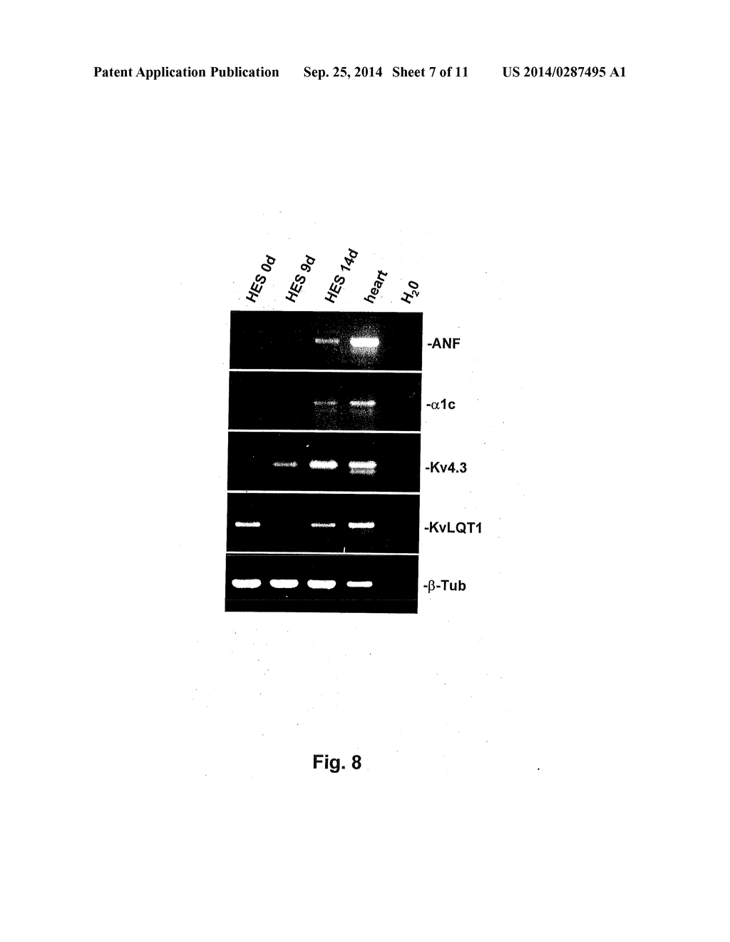 Methods of Inducing Differentiation of Stem Cells - diagram, schematic, and image 08