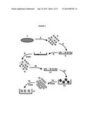 HUMAN DISC TISSUE diagram and image