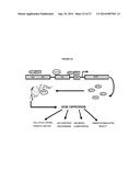 HUMAN DISC TISSUE diagram and image