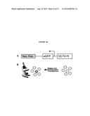 HUMAN DISC TISSUE diagram and image