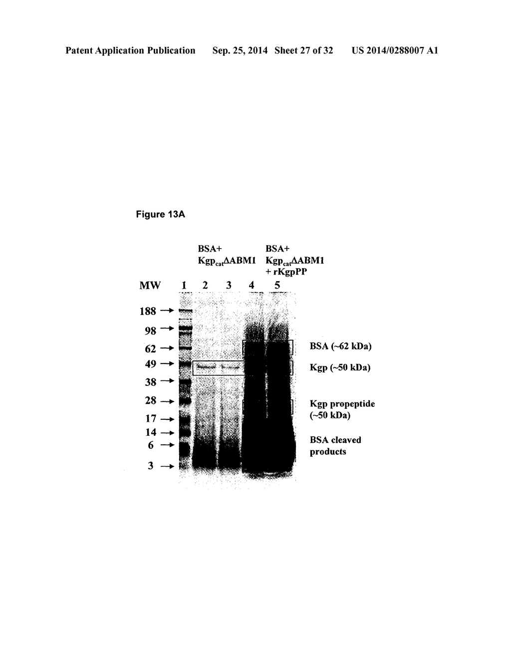 GINGIPAIN INHIBITORY PROPEPTIDES - diagram, schematic, and image 28