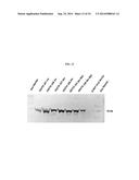 THYMIDINE KINASE GENE diagram and image