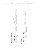 THYMIDINE KINASE GENE diagram and image