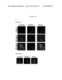 ENANTIOMERS OF 2-HYDROXY DERIVATIVES OF FATTY ACIDS diagram and image