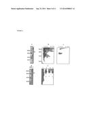 COMPOSITIONS AND METHODS FOR MODULATING RSV INFECTION AND IMMUNITY diagram and image