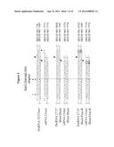 METHODS AND COMPOSITIONS FOR THE SPECIFIC INHIBITION OF BETA-CATENIN BY     DOUBLE-STRANDED RNA diagram and image