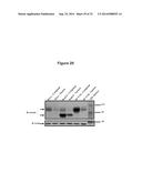 METHODS AND COMPOSITIONS FOR THE SPECIFIC INHIBITION OF BETA-CATENIN BY     DOUBLE-STRANDED RNA diagram and image