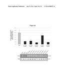 METHODS AND COMPOSITIONS FOR THE SPECIFIC INHIBITION OF BETA-CATENIN BY     DOUBLE-STRANDED RNA diagram and image