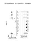 METHODS AND COMPOSITIONS FOR THE SPECIFIC INHIBITION OF BETA-CATENIN BY     DOUBLE-STRANDED RNA diagram and image