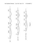 MICE THAT MAKE HEAVY CHAIN ANTIBODIES diagram and image