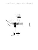 MICE THAT MAKE HEAVY CHAIN ANTIBODIES diagram and image